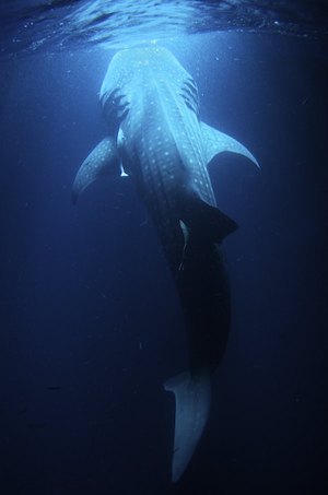 Whale Shark Eating